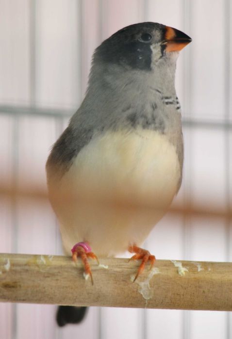 продавам зеброви амадини джъмбо, различни мутации