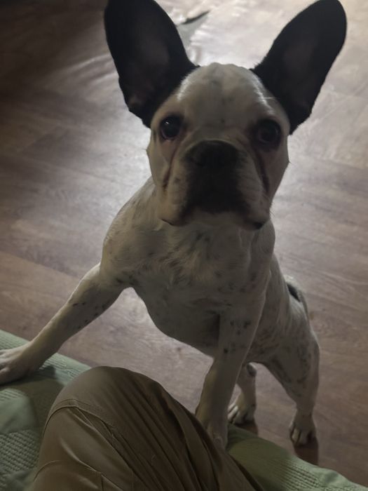 Фоанцузкий бульдог