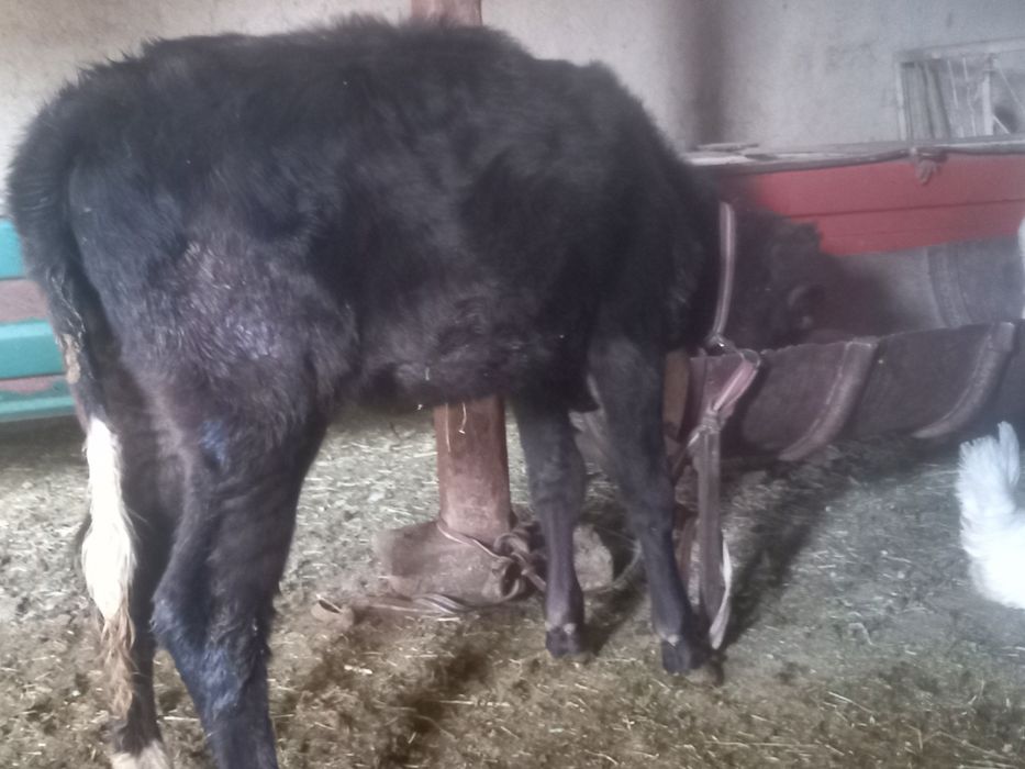 2ta mesni xonagi gunojinla sotiladi