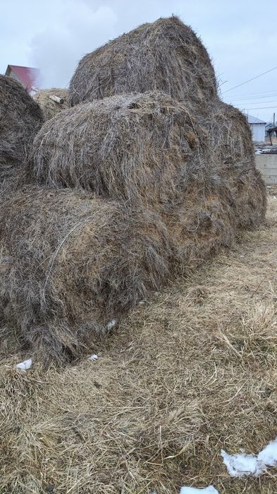 Продам сено в рулонах по 3 тыс.тенге