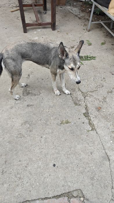 Ogar - Husky - femela - donație