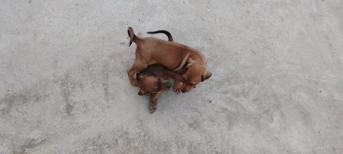 Doberman  gold ranglaridan ham bor