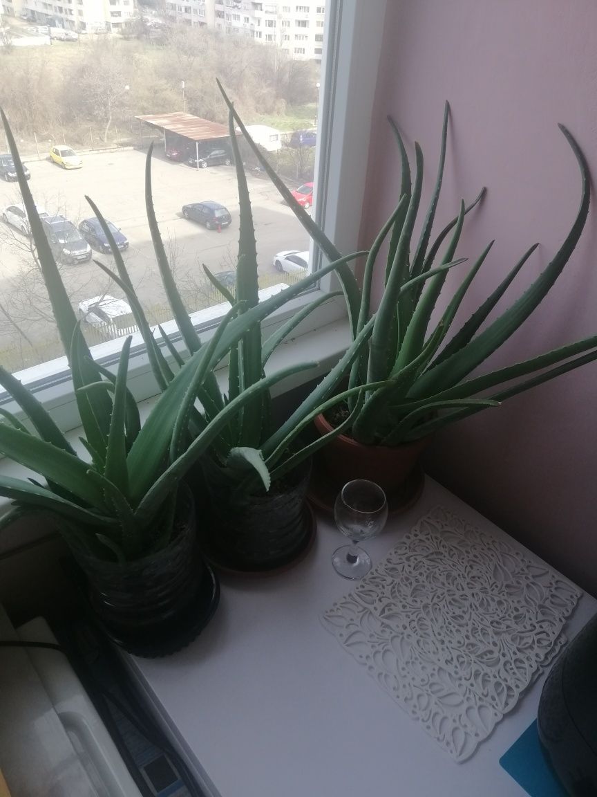 Продавам стайни цветя,