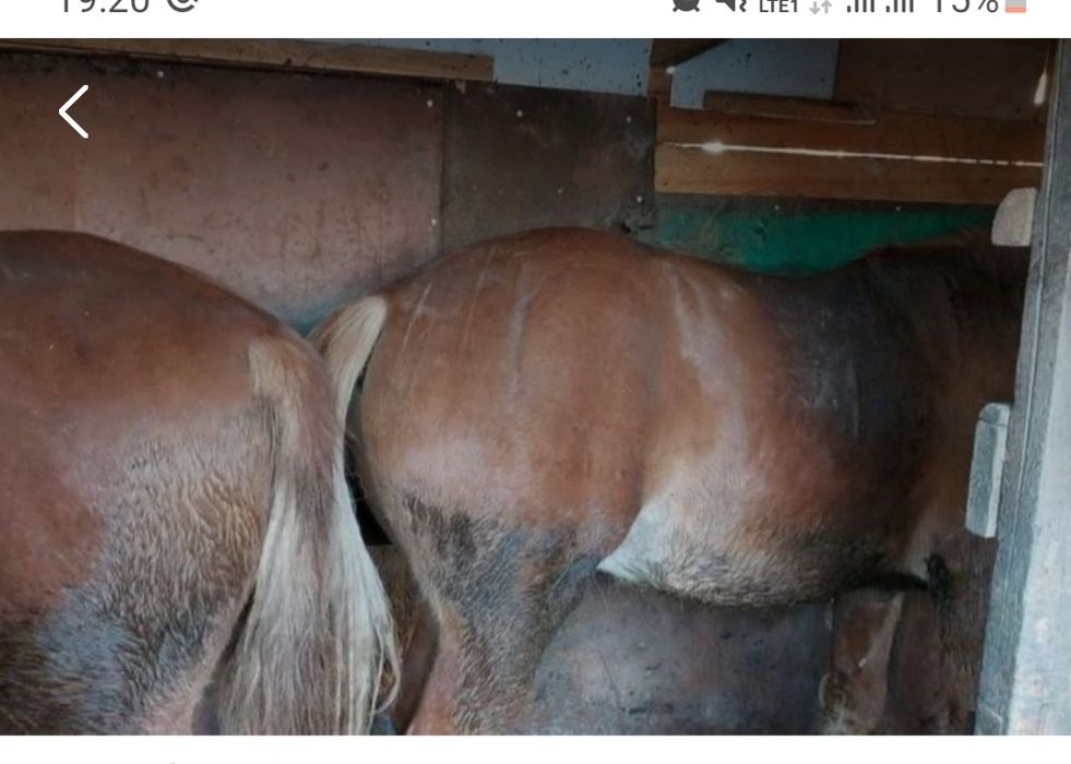 Жылкы еті тай кунан бие байтал