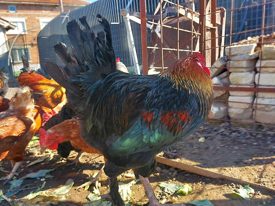 Петли млади 7 месеца