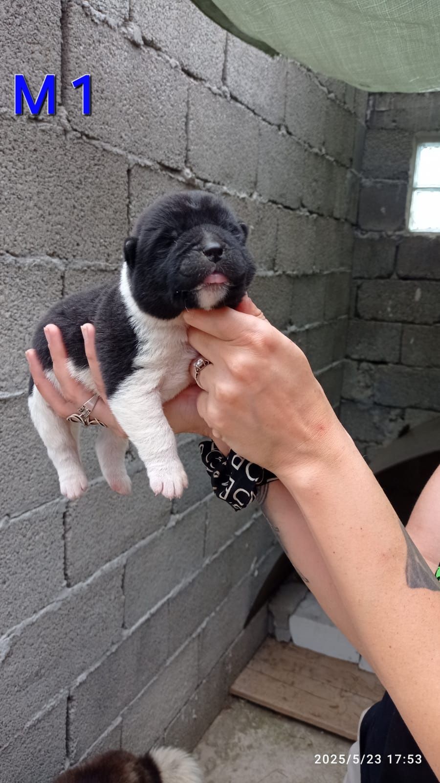 American akita rezervari