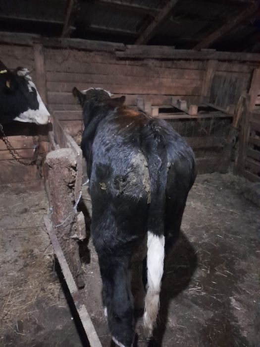 Vitei baltata romaneasca