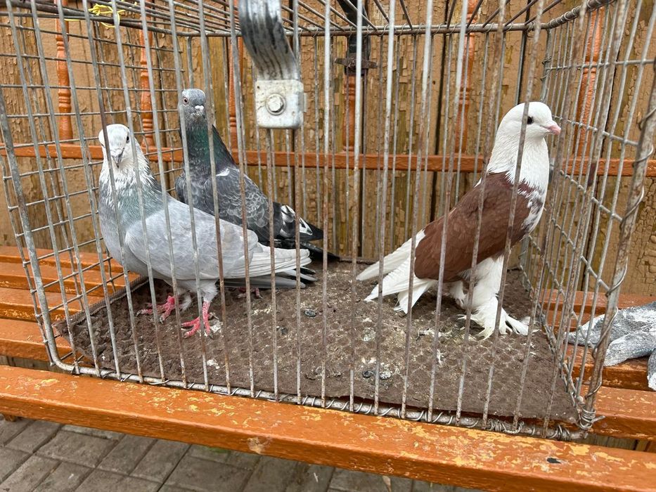 Продам голубей по 3 000 тенге