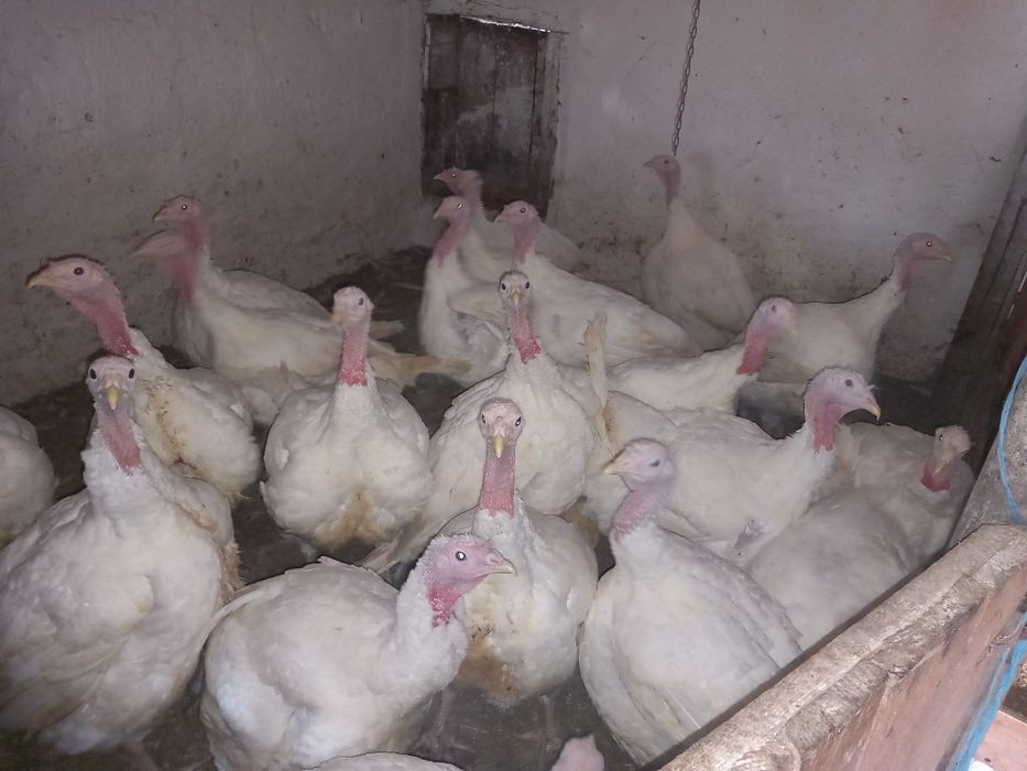 Vand curcani și curci
