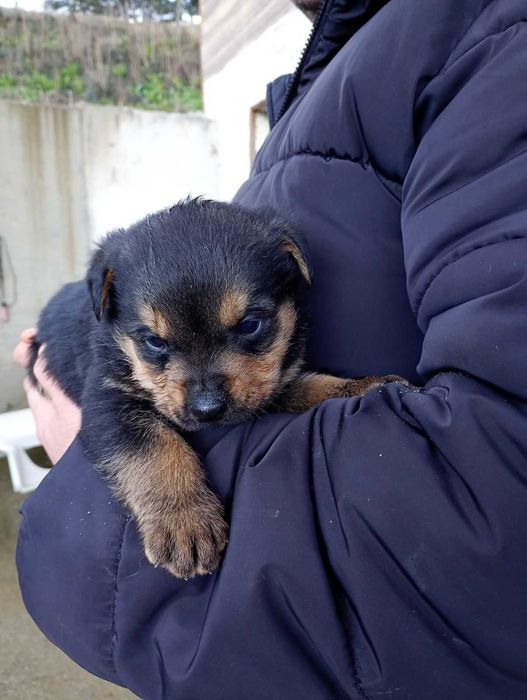 Подарявам малки ротвайлери