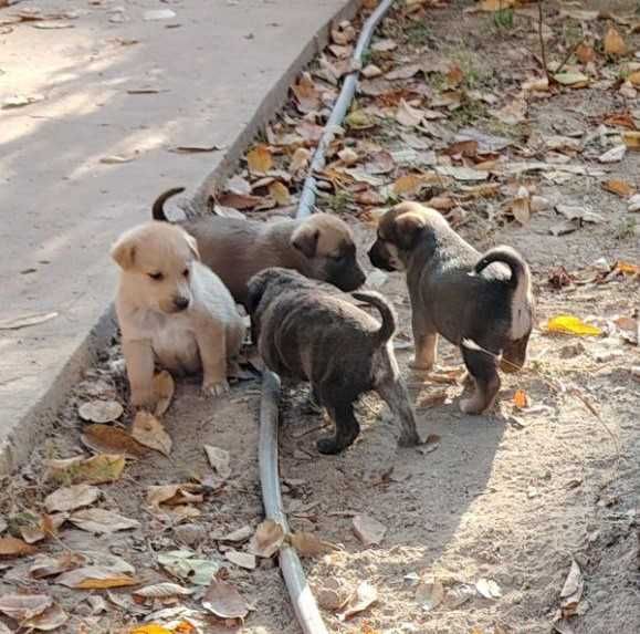 Отдам щенков бесплатно