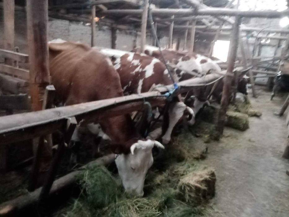 Vind vaci Red holstein.