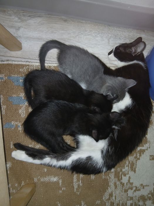 Котенок 25.10 рождения