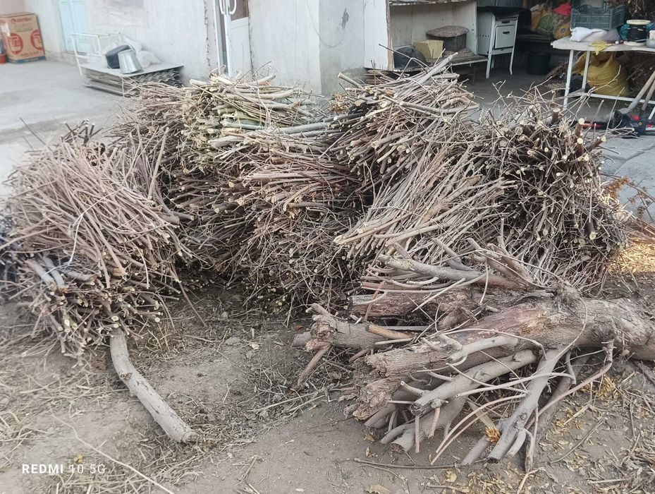 Отин сотилади тут дарахт