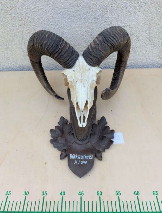 8 бр. трофеи от муфлон