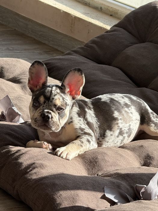 Френски булдог french bulldog