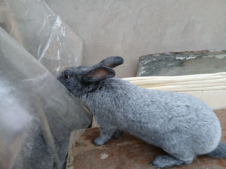 Paltaviskiy serebro erkak sotiladi