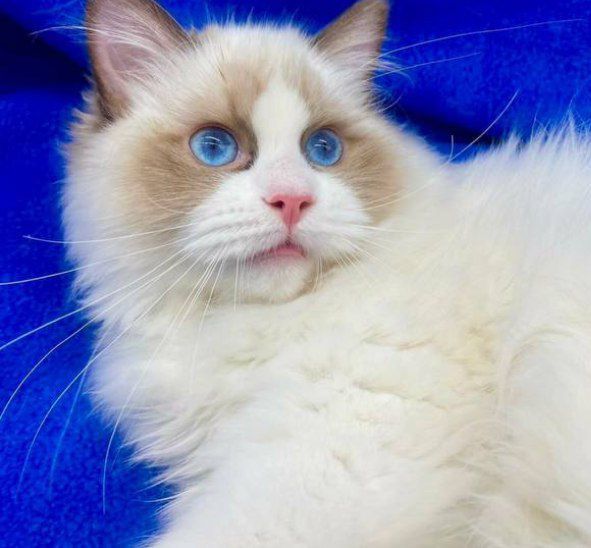 регдоллы !! Чистокровные