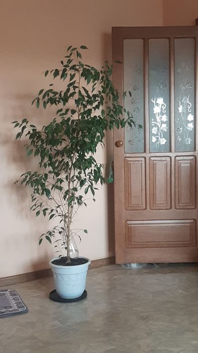 Комнатное растения