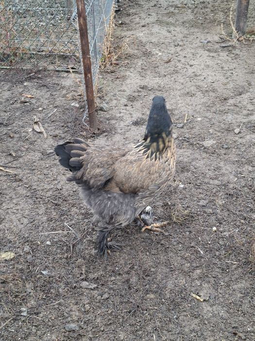 Vind gaini și cocoși brahma