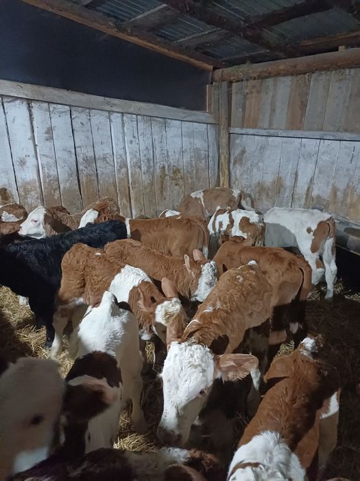 Vitei sugari de vanzare