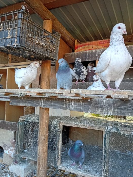 Vând porumbei kingi