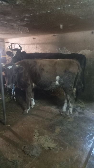 Крави юници бременни