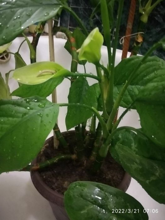 Цветок Аглаонема