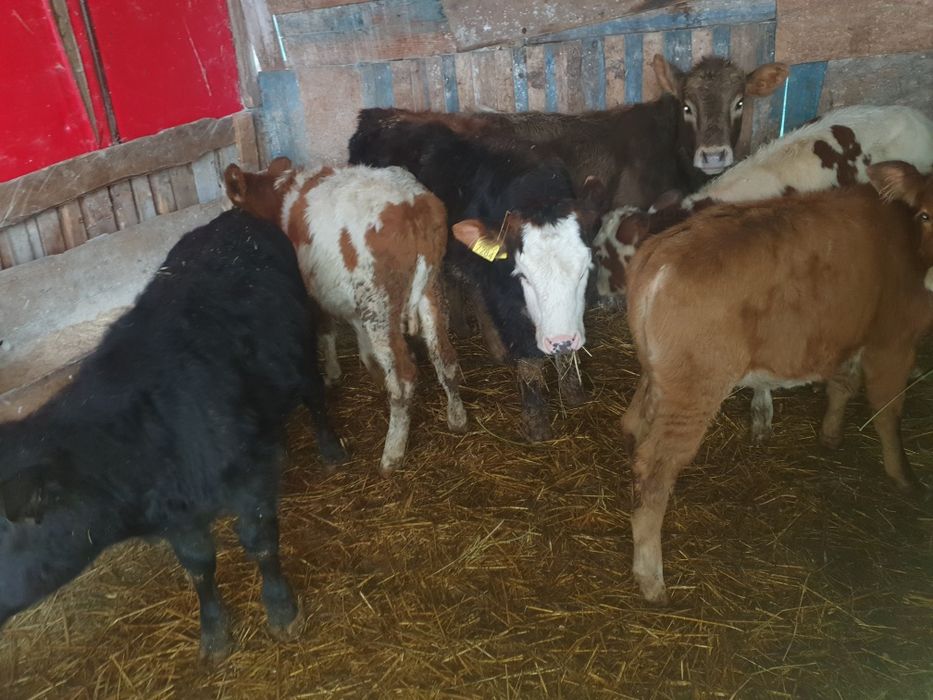 Vand taurasi si vitele