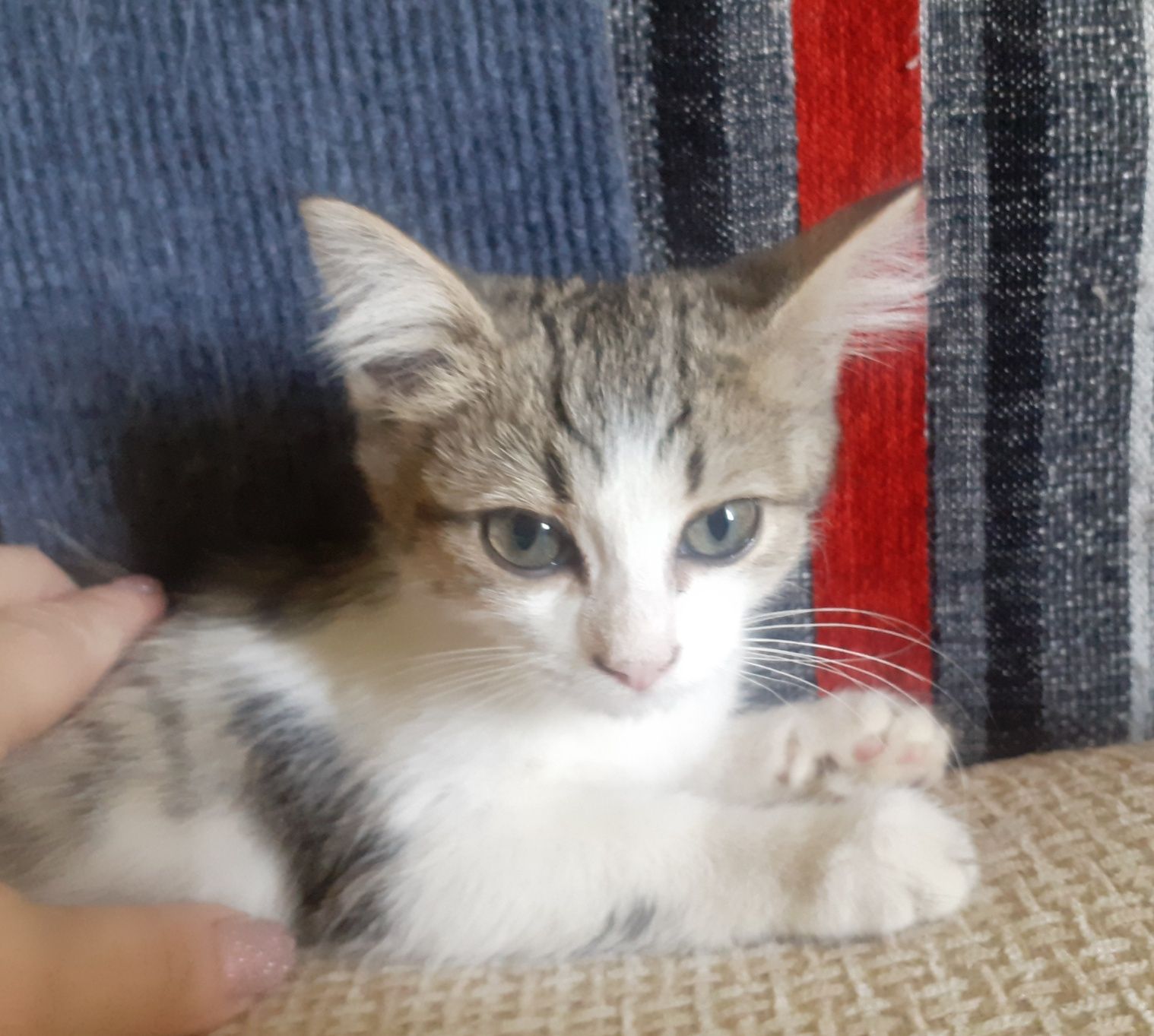 Отдам котёнка мальчика