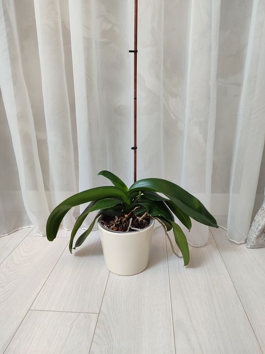 Отцветашка орхидея гигант