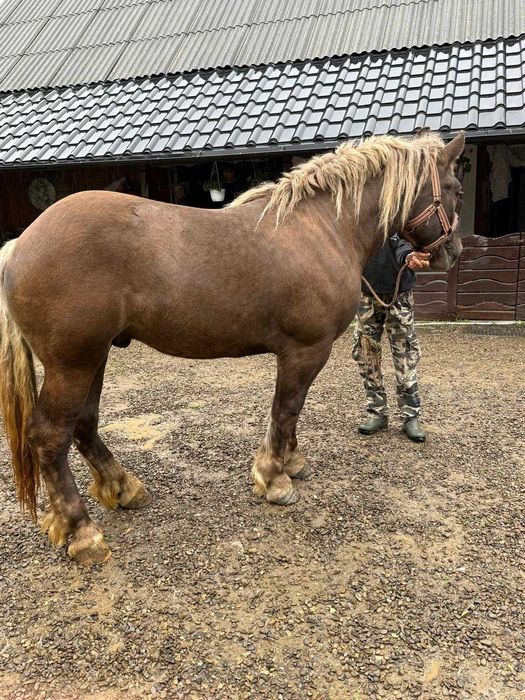 Mânz de 2 ani in decembrie!