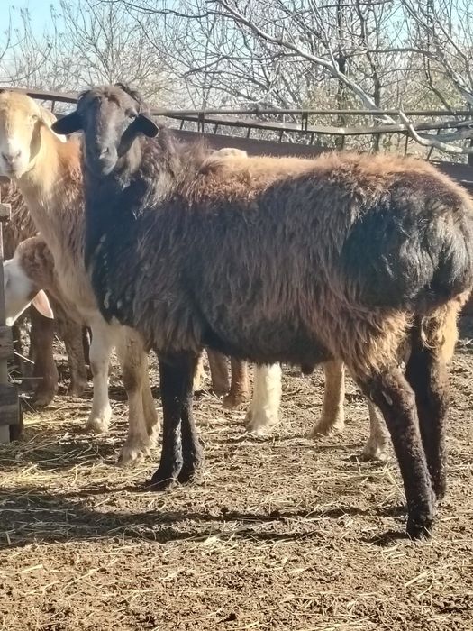 Продам баран 7 мес на племя