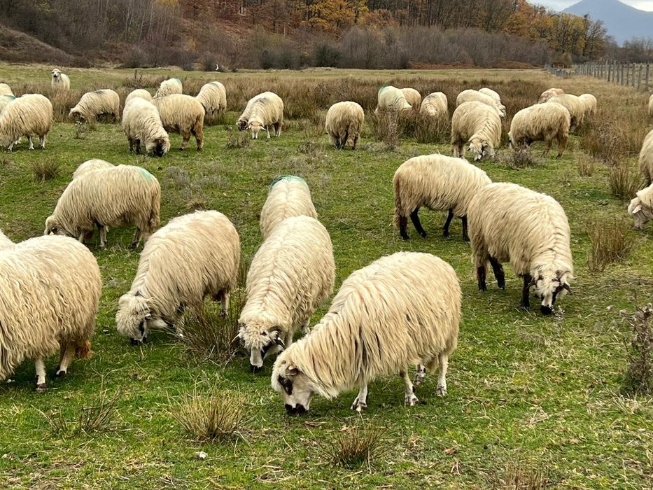 Vând oi tinere sau schimb cu vaci