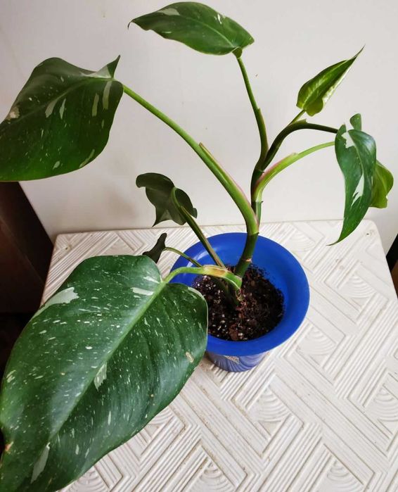 Филодендрон Белый Рыцарь -для дома и офиса