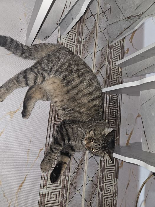 Отдаю кота,котенка в добрые руки