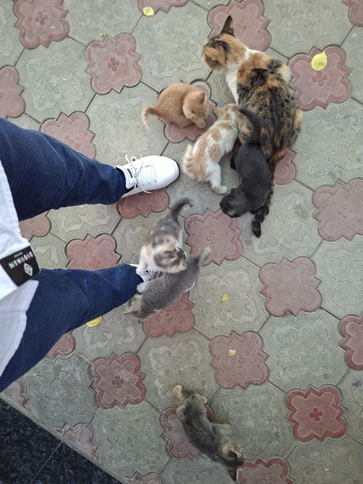 Котёнок отдам даром