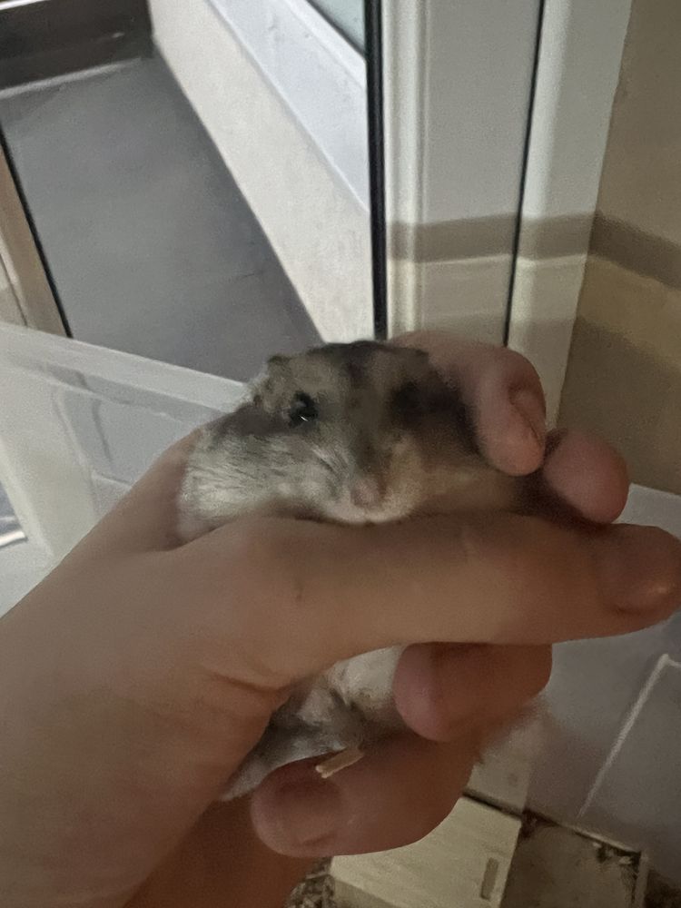 Hamster siberian cu cusca