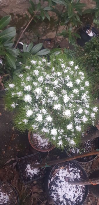 Arbusti ornamentali-piatra