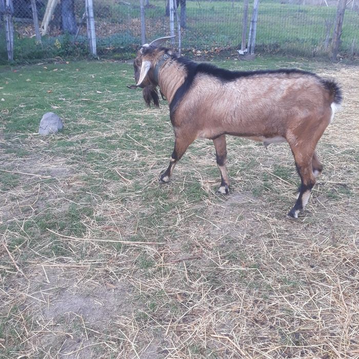 Vând țap anglonubian