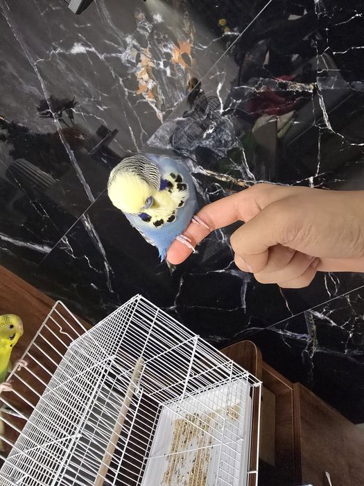 Волнистый попугай ручной