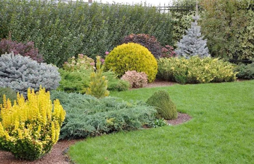 Газон екиш  таййор ва уруґдан