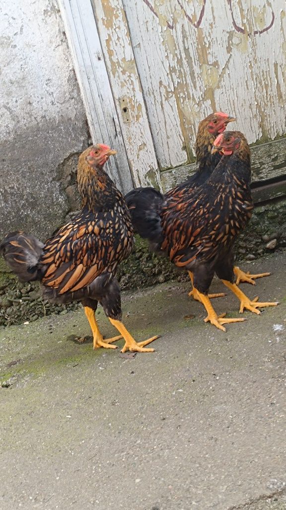 Cocoși wyandotte gsg