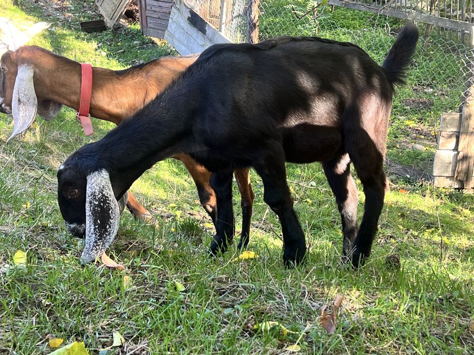 Iede anglonubian din parinti cu pedigree capra