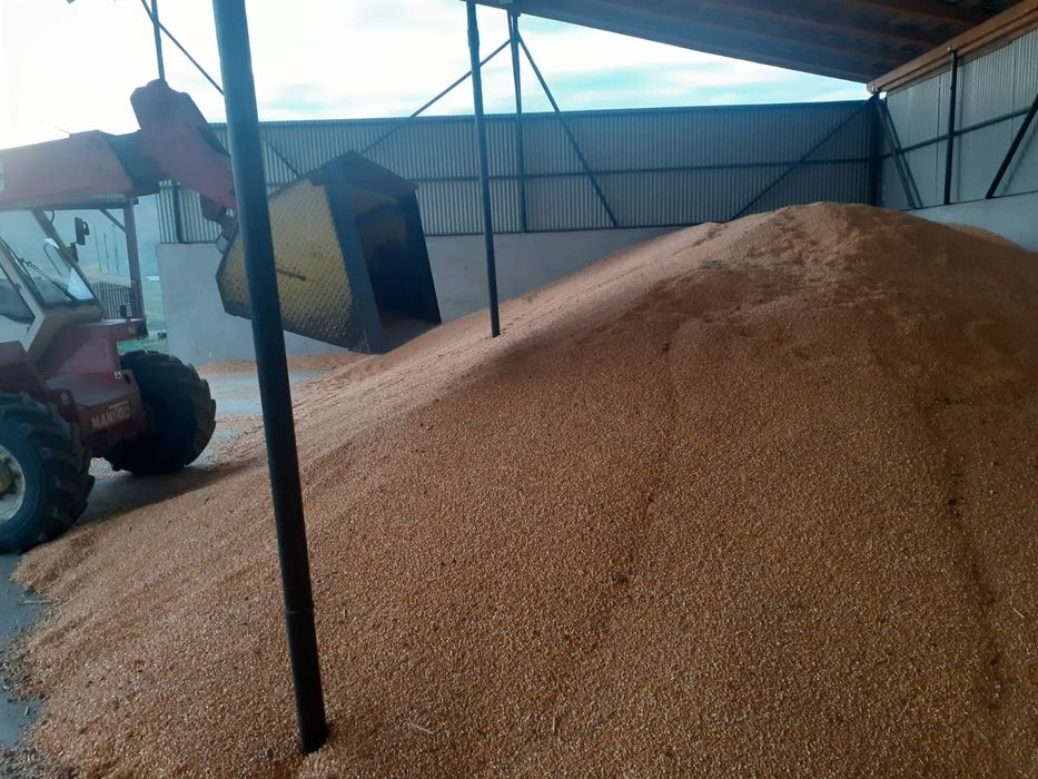 Vând porumb recoltă 2025