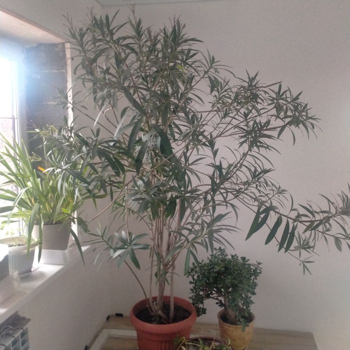 Продам цветок для дома и офиса