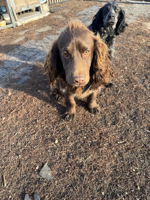 Продам руского спаниэля