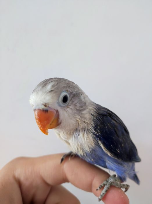 Ruchnoy popugay sotiladi