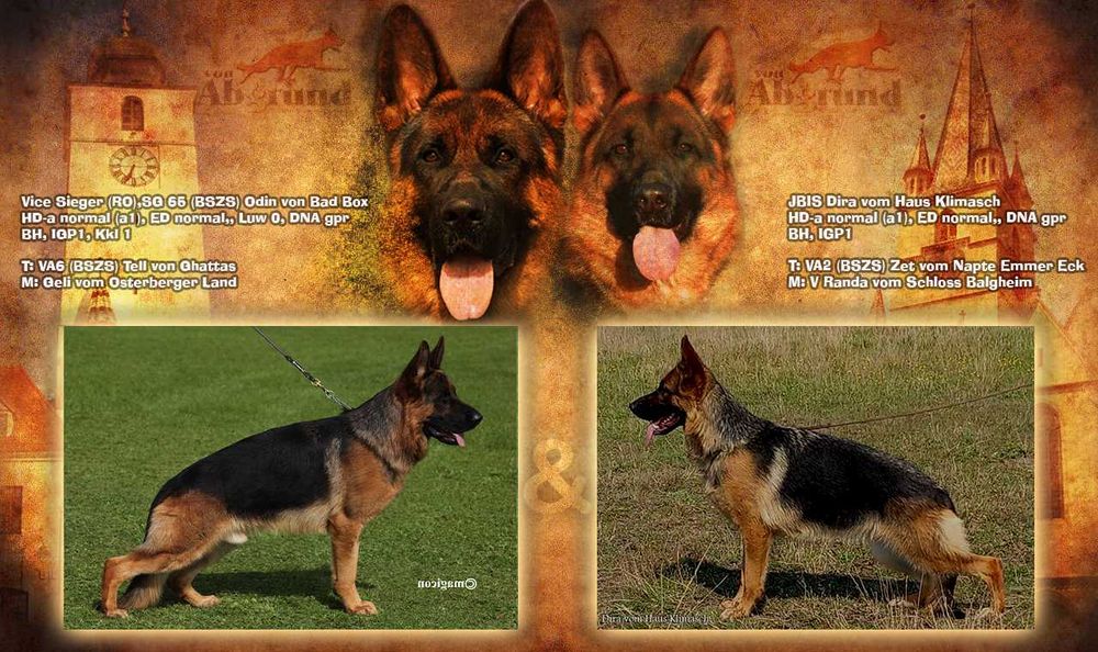 Pui Ciobanesc German cu pedigree