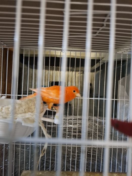 Асалому алекум канарека модала сотилади